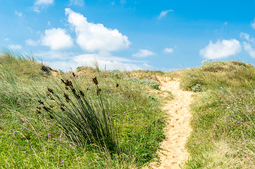 Typical dune vegetation in the Liencres Dunes Natural Park, Cantabria, northern Spain