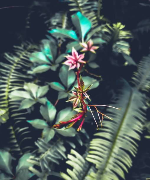 istock Tip of a purple vine 1449194258