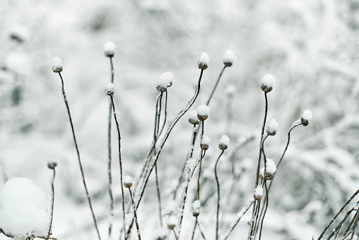 Winter grass covered by snow, limited focus, smooth grass background