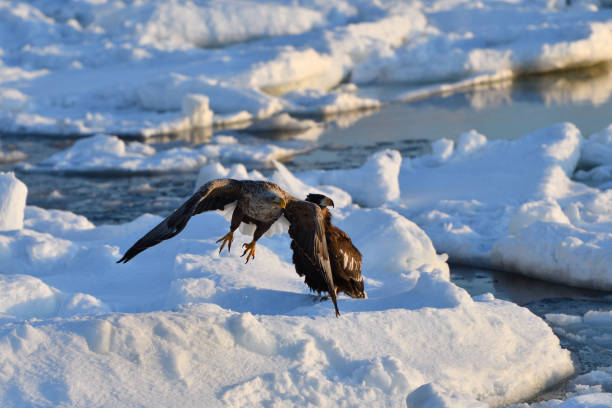 istock Bird watching with floating ices in winter 1449196879