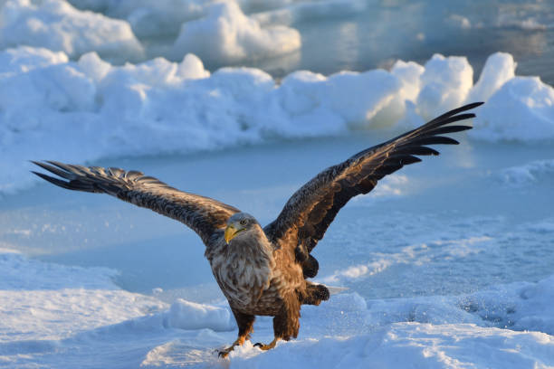 istock Bird watching with floating ices in winter 1449196933