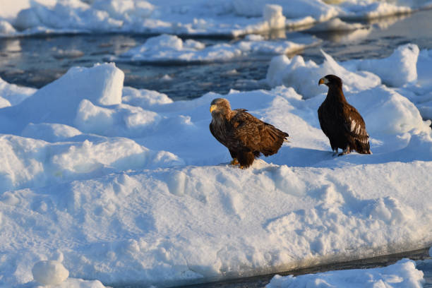 istock Bird watching with floating ices in winter 1449196944