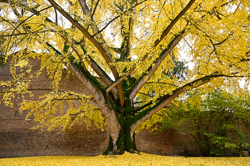 Higan Weeping Cherry Tree in spring