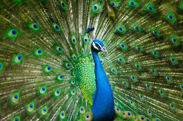 공작새 - close up peacock animal head bird 뉴스 사진 이미지