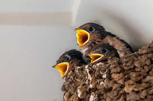 Close up of tiny newly hatched Swallows sitting in their mud nests