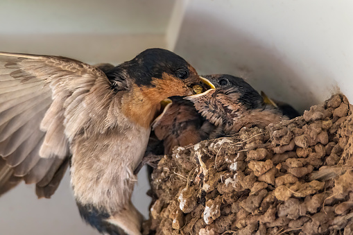 Mother feeding her tiny newly hatched Swallows sitting in their mud nests