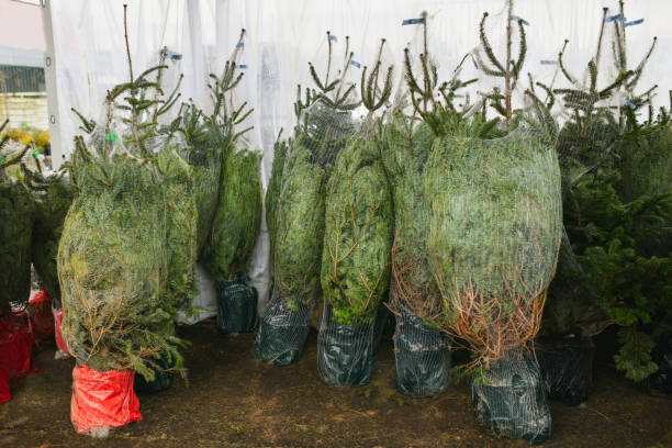 istock Christmas trees for sale on a shop 1449205337