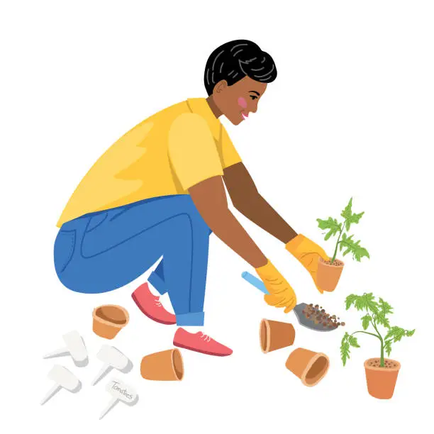 Vector illustration of A Woman Planting Tomato Seedlings On A Transparent Background