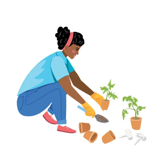 Vector illustration of A Woman Planting Tomato Seedlings On A Transparent Background