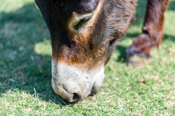 Portrait of a donkey grazing on a farm