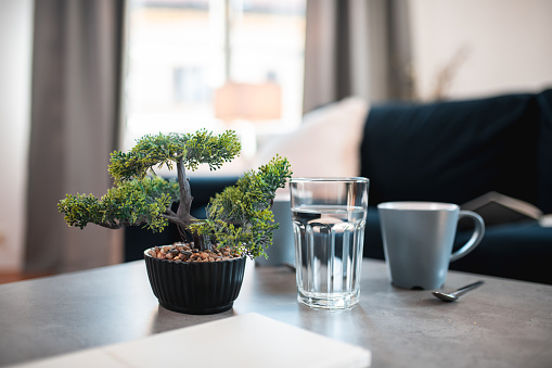 Simple and peaceful home interior decoration with a bonsai tree, a glass of water and a cup of coffee.