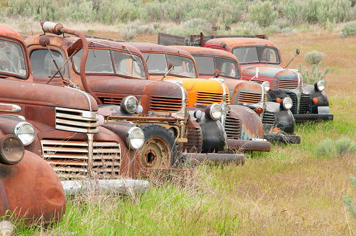 a row of 1930s and 1940s abandoned pick up trucks.