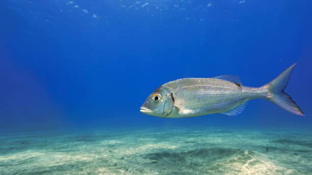 istock The stalker fish, the Sea Bream 1449213661