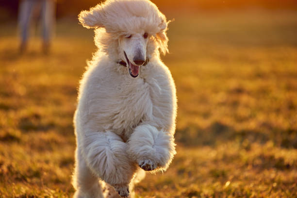istock A young royal poodle playing in the field 1449214581