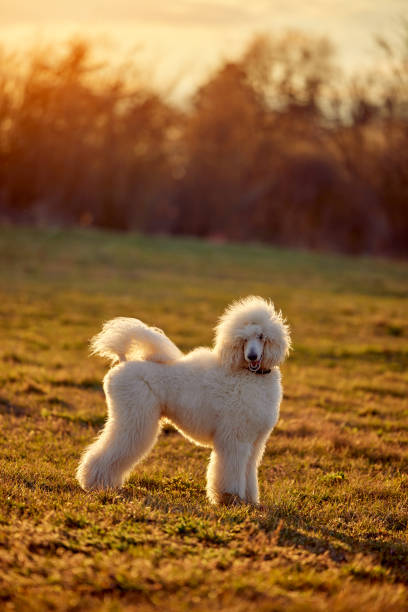 istock Portrait of a young white royal poodle. 1449215730
