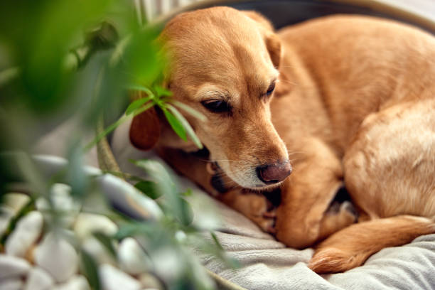 A small yellow mixed breed dog lying in its bed next to a houseplant stock photo