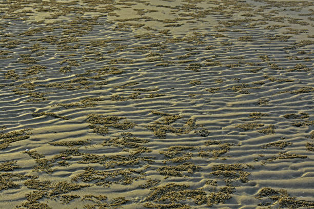 istock sea water sea view with water waves hitting rocks 1449219399