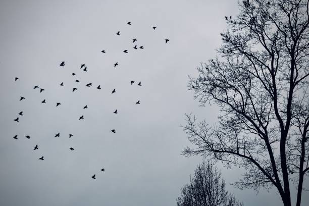 istock Past of a Series 4 The Birds 1449221459