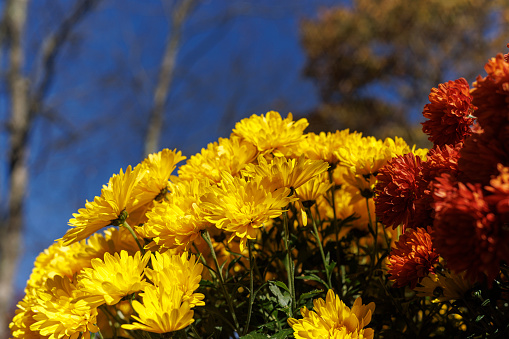 Blooming yellow and red Chrysanthemums against the blue sky in autumn.