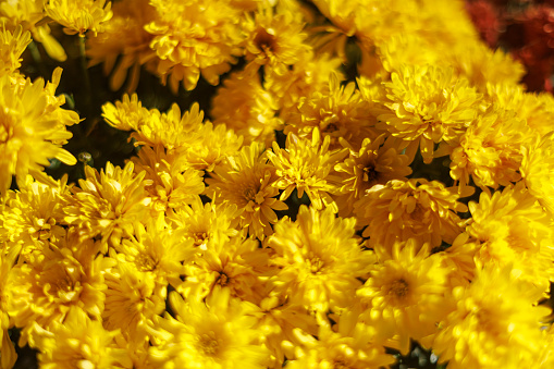 Closeup of Yellow chrysanthemum flowers with infinity white background