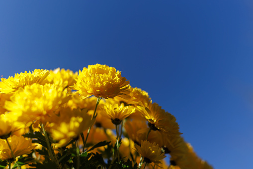 An autumn sunny day with yellow mums isolated against blue skies.
