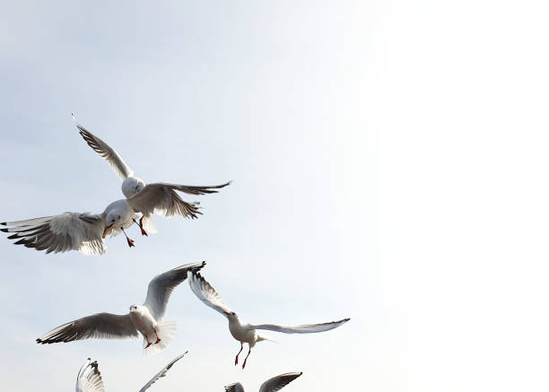 istock Seagull, Gull, Animal Bird Seagull Flying on Sky , Seagull flying 1449225873