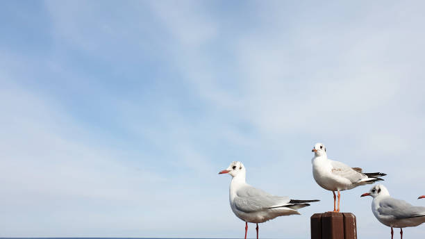 istock Seagull, Gull, Animal Bird Seagull Flying on Sky , Seagull flying 1449225882