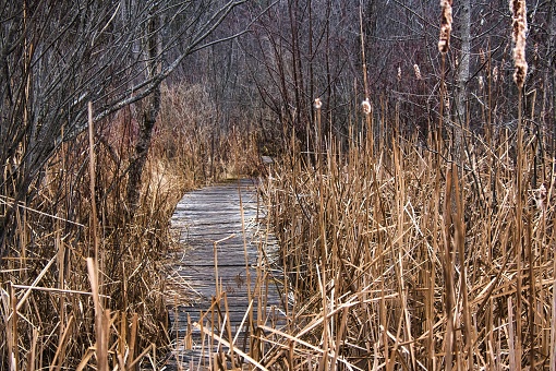 An  old wooden boardwalk cuts through a marsh and into a forest of bare trees on a late Autumn day in Wisconsin.