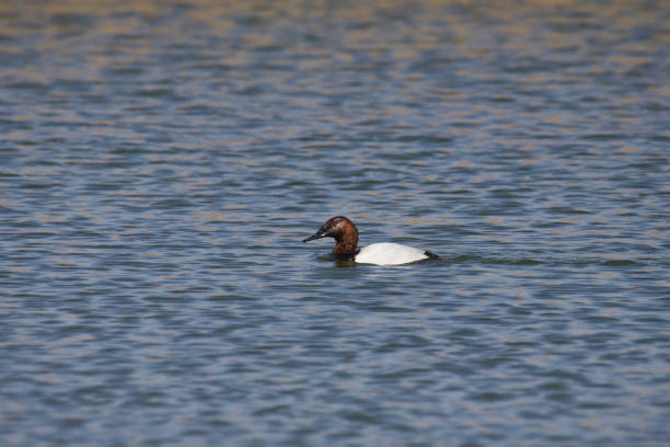 Canvasback Duck (male) (aythya valisineria) swimming in a lake Canvasback Duck (male) (aythya valisineria) swimming in a lake male north american canvasback duck aythya valisineria stock pictures, royalty-free photos & images