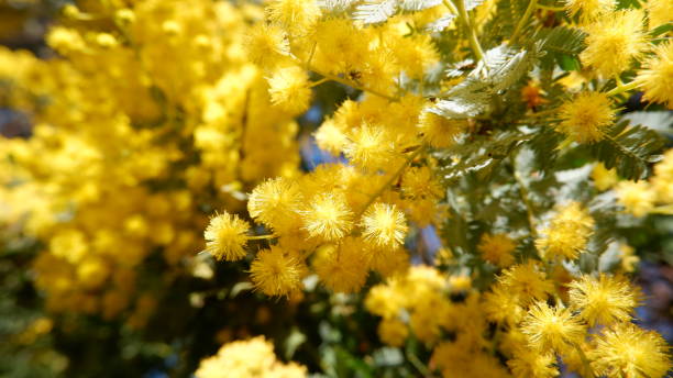 istock Nature Beauty Flower 1449234794