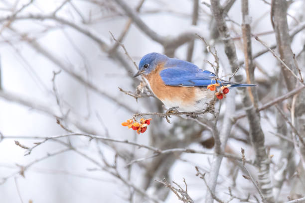istock Eastern Bluebird feeding on berries in winter 1449234895