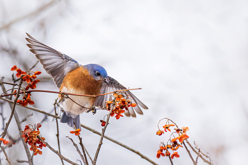 Bluebird oriental alimentándose de bayas en invierno photo