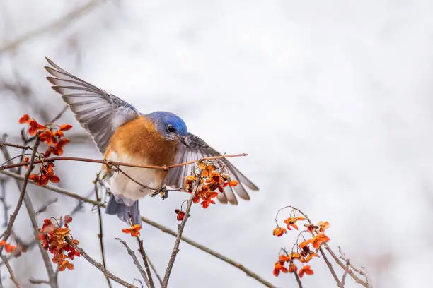 Photo of Eastern Bluebird feeding on berries in winter