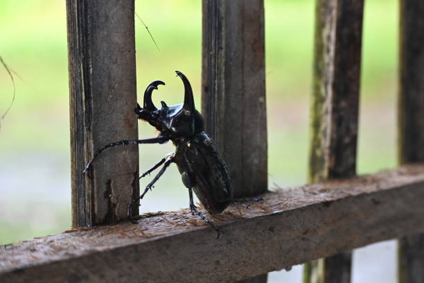 This image was taken when the chalcosoma atlas was standing against the light, giving it an aesthetic silhouette effect. This insect looks like a black shadow with two horns between the logs.