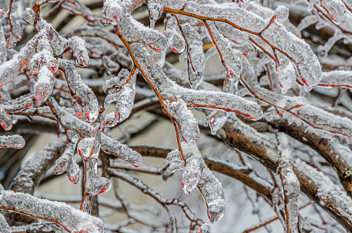 Twigs of tree encased in ice after a freezing rain storm