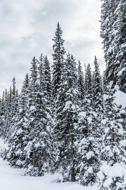 istock Rocky Mountain near Lake Louise 1449236979