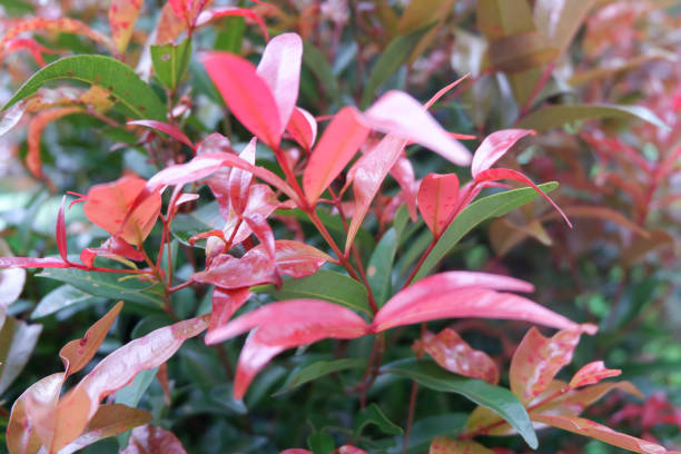 istock Close-Up Of Red Leaves Plants 1449238492
