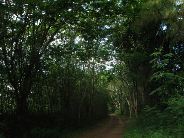 istock Mysterious Lateral soil road with tropical green forest trees around in soft daylights, natural background 1449240129