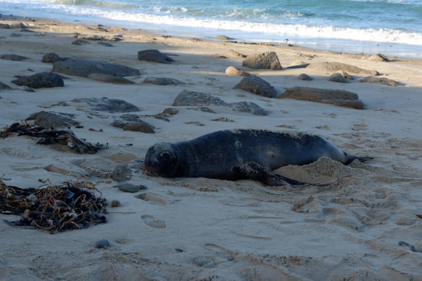 istock Kaikoura's Seal Colony 1449242734