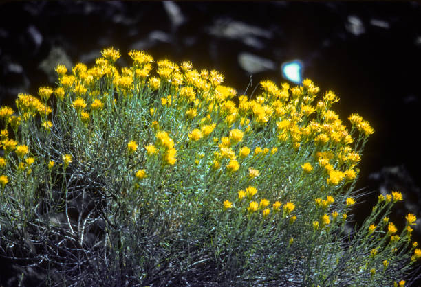 Newberry Natl Volcanic Mon - Rabbit Brush Backlit - 1983 Newberry Natl Volcanic Mon - Rabbit Brush Backlit - 1983. Scanned from Kodachrome 25 slide. rabbit brush stock pictures, royalty-free photos & images