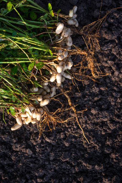 Fresh peanuts plants with roots Fresh peanuts plants with roots peanut crop stock pictures, royalty-free photos & images