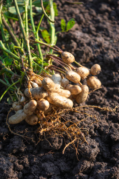 뿌리가 있는 신선한 땅콩 식물 - peanut peanut crops plant root 뉴스 사진 이미지