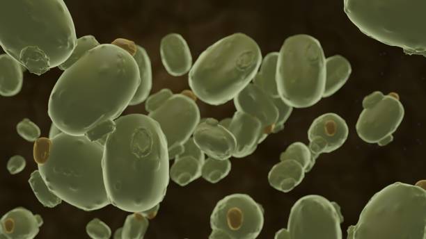 istock 3D rendering Yeast betaglucan yellow color with rounded angles on dark background 1449244309