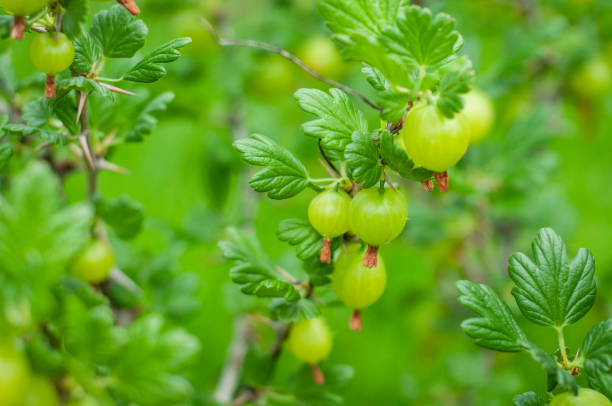 very juicy and beautiful branch of gooseberry with ripe berries on a background of green grass - berry fruit currant variation gooseberry imagens e fotografias de stock