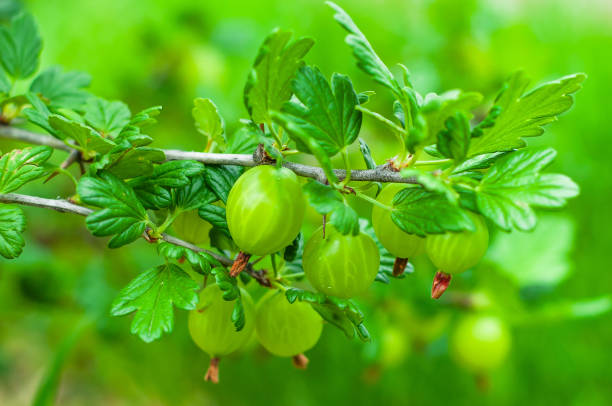 very juicy and beautiful branch of gooseberry with ripe berries on a background of green grass - berry fruit currant variation gooseberry imagens e fotografias de stock