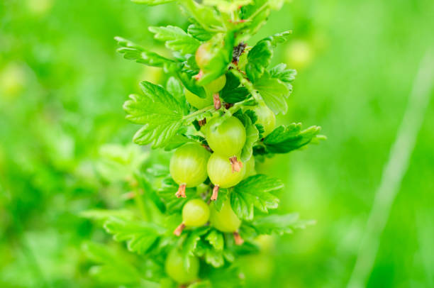 very juicy and beautiful branch of gooseberry with ripe berries on a background of green grass - berry fruit currant variation gooseberry imagens e fotografias de stock