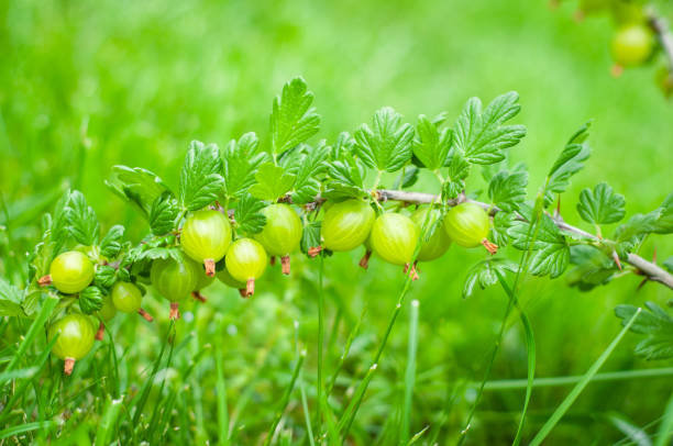 very juicy and beautiful branch of gooseberry with ripe berries on a background of green grass - berry fruit currant variation gooseberry imagens e fotografias de stock