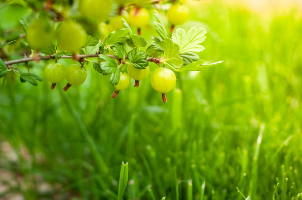 very juicy and beautiful branch of gooseberry with berries on a background of sunset and green grass - berry fruit currant variation gooseberry imagens e fotografias de stock