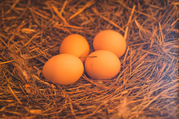 Homemade ecological eggs from domestic chickens