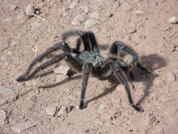 istock huge spider crossing the street 1449249507